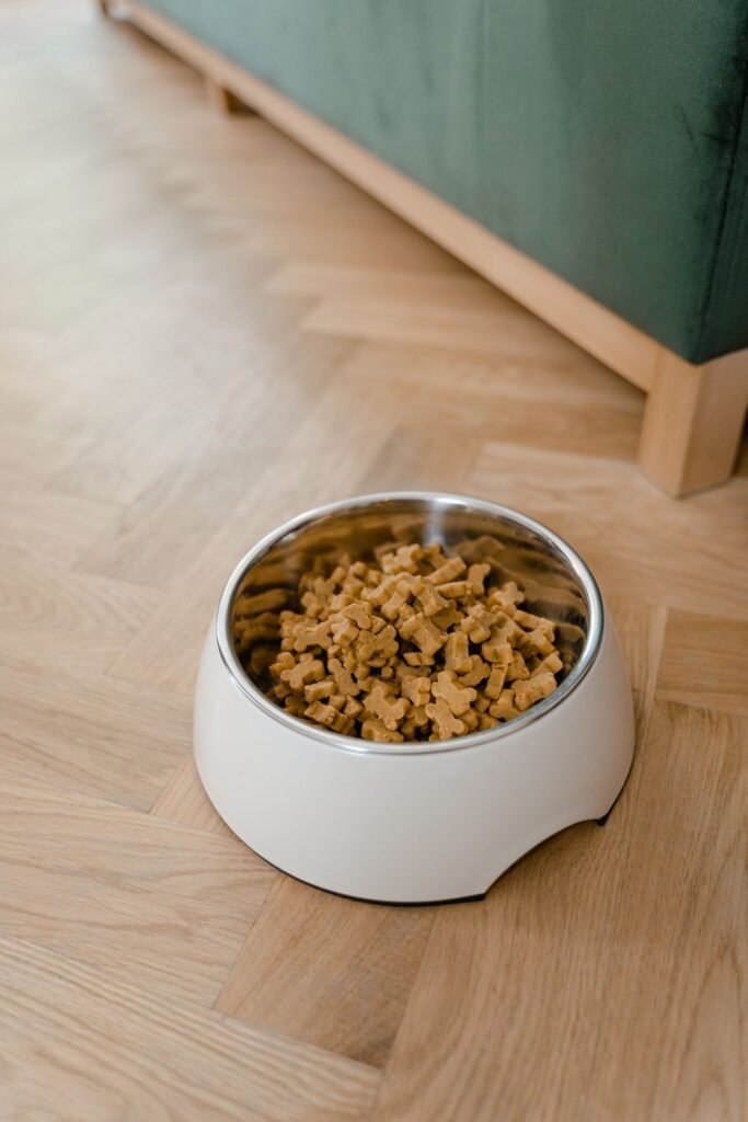 Bowl of pet food for choosing the right diet