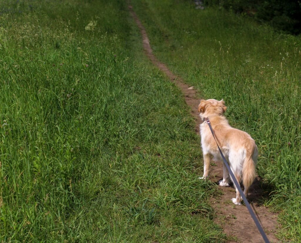 Dog walking on a grassy nature trail, where year round flea and tick prevention protects Langley pets